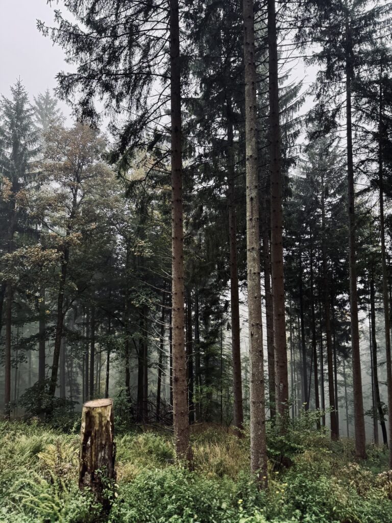 Schauinsland